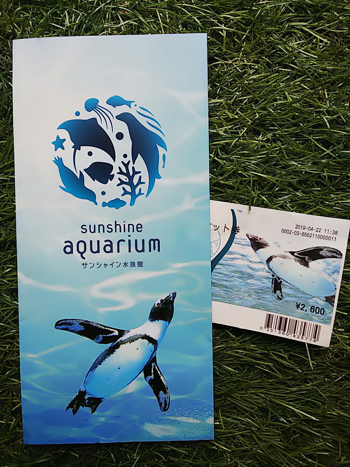 大興奮 泳ぐペンギンの姿に一目惚れした水族館 生き物描き巡り